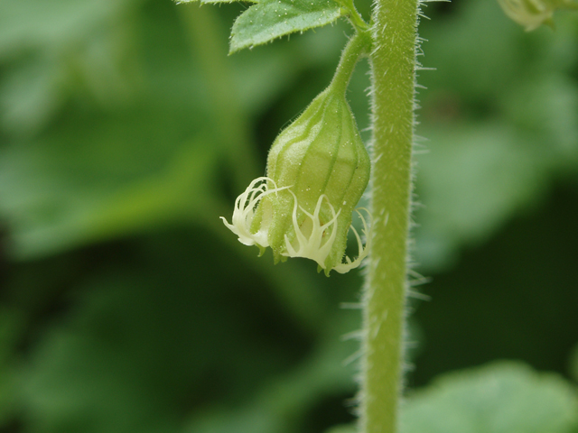 Tellima grandiflora (Bigflower tellima) #33057