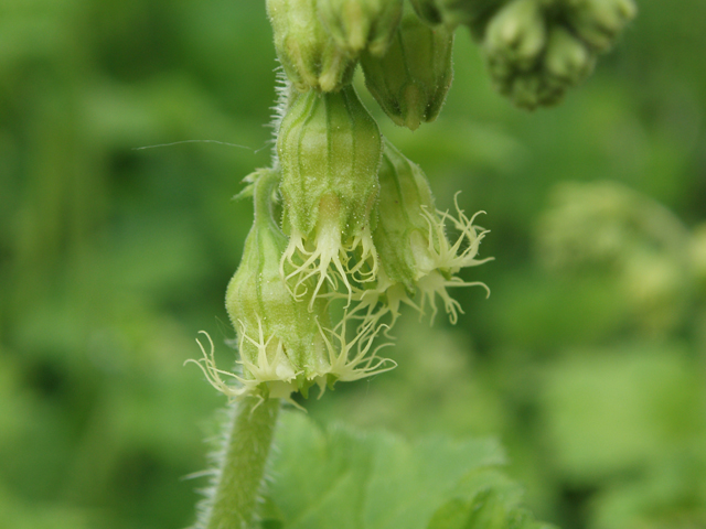 Tellima grandiflora (Bigflower tellima) #33058