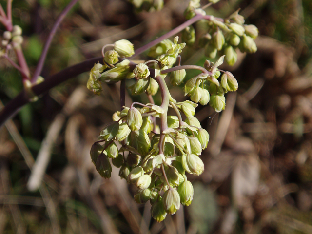 Thalictrum dioicum (Early meadow-rue) #33060