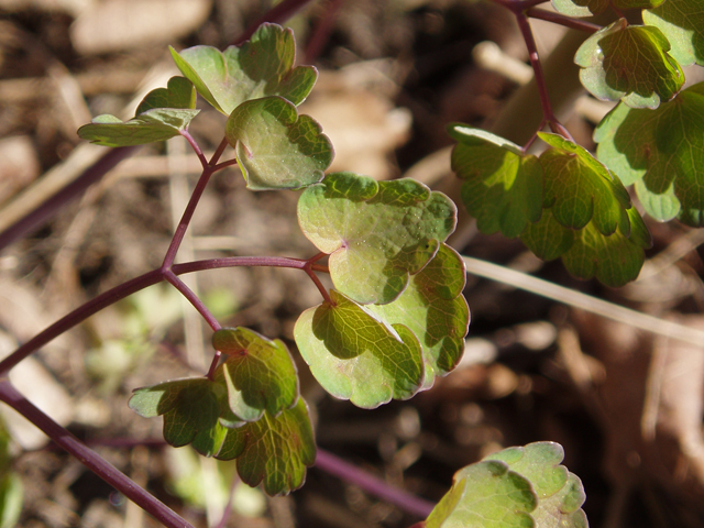 Thalictrum dioicum (Early meadow-rue) #33061