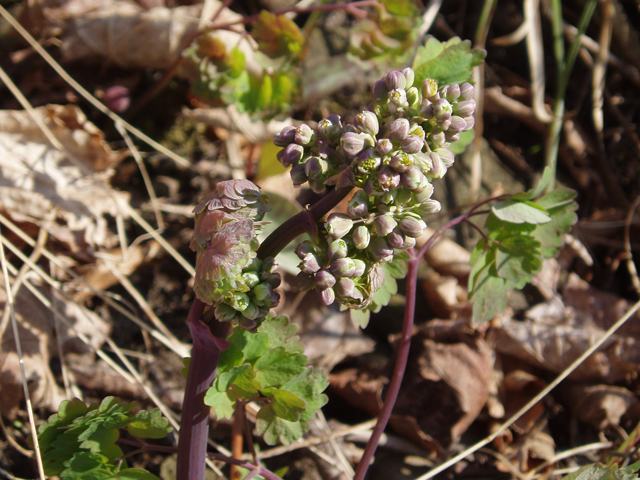 Thalictrum dioicum (Early meadow-rue) #33062