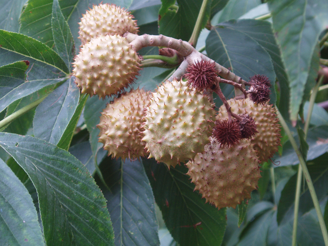 Aesculus glabra (Ohio buckeye) #33406