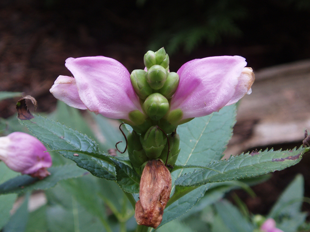 Chelone obliqua (Red turtlehead) #33439