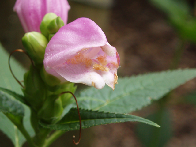 Chelone obliqua (Red turtlehead) #33441