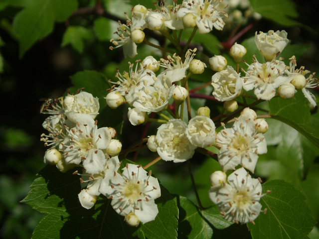 Crataegus phaenopyrum (Washington hawthorn) #33461