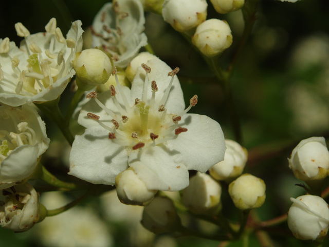 Crataegus phaenopyrum (Washington hawthorn) #33462