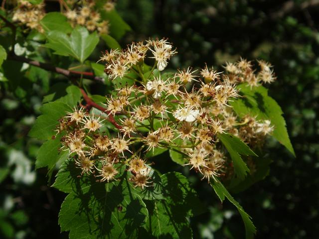 Crataegus phaenopyrum (Washington hawthorn) #33465