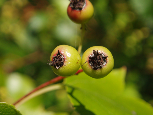 Crataegus phaenopyrum (Washington hawthorn) #33469