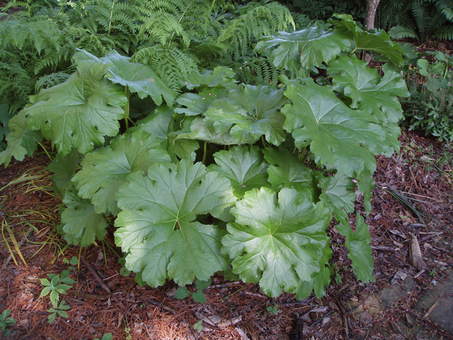 Darmera peltata (Indian rhubarb) #33470