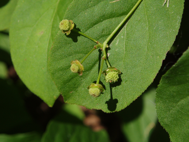 Euonymus obovatus (Running strawberry bush) #33475