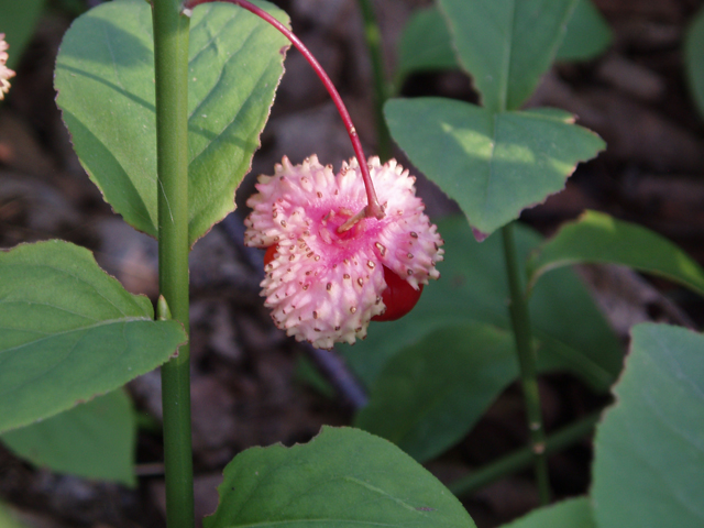 Euonymus obovatus (Running strawberry bush) #33480