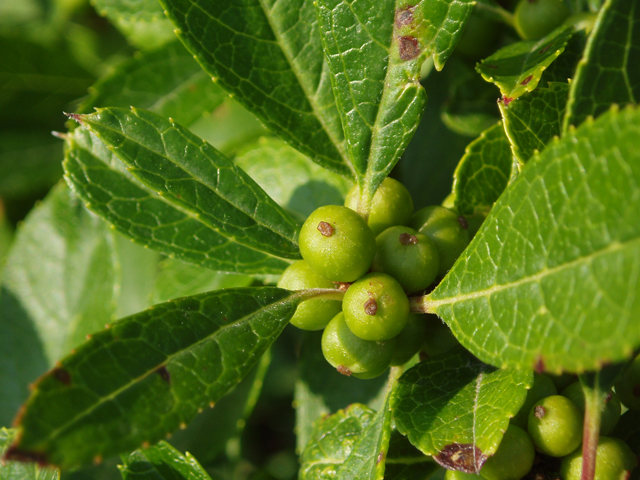 Ilex verticillata (Common winterberry) #33501