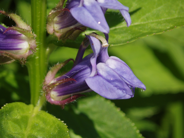 Lobelia siphilitica (Great blue lobelia) #33528