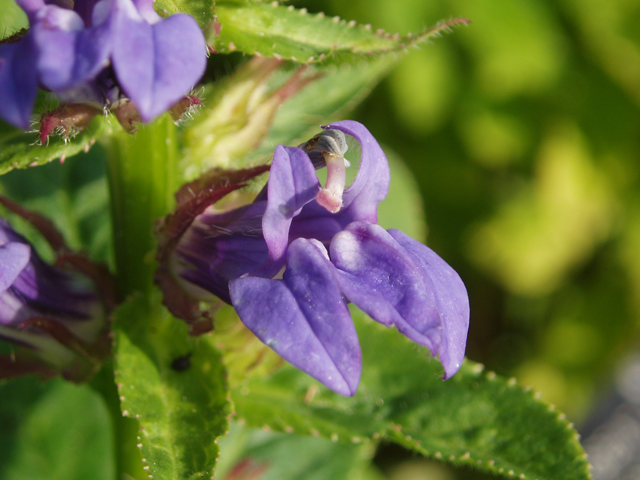 Lobelia siphilitica (Great blue lobelia) #33530