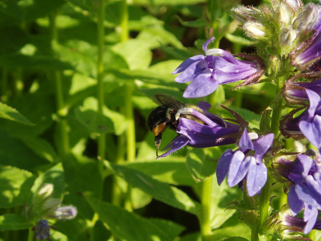 Lobelia siphilitica (Great blue lobelia) #33536