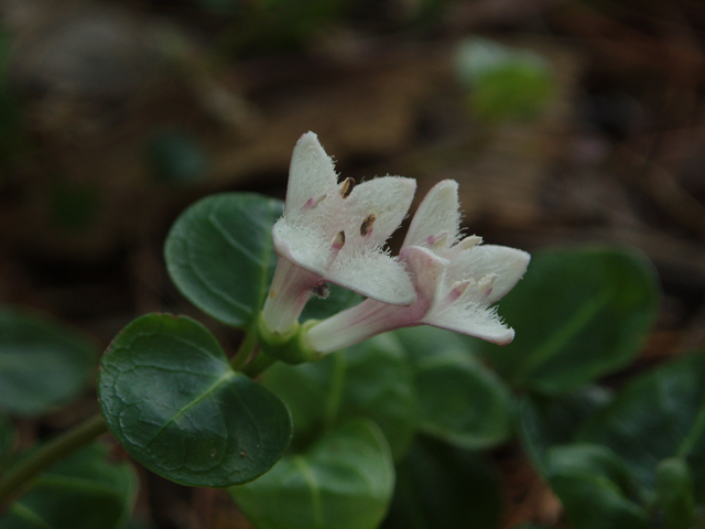 Mitchella repens (Partridgeberry) #33551