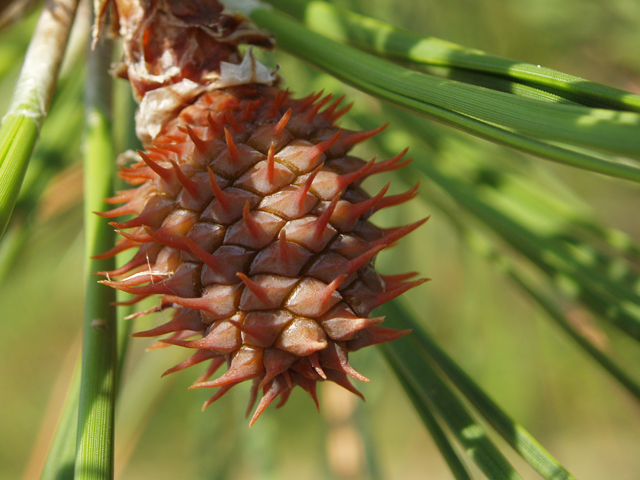 Pinus rigida (Pitch pine) #33566