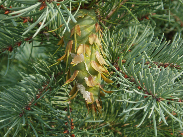 Pseudotsuga menziesii var. glauca (Rocky mountain douglas fir) #33572