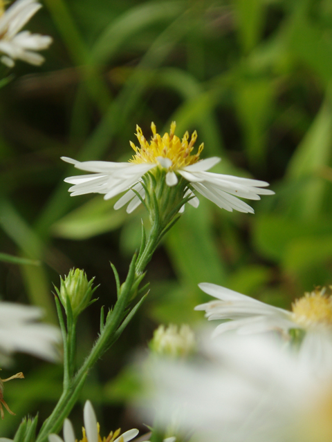 Symphyotrichum pilosum var. pilosum (Hairy white oldfield aster) #33590