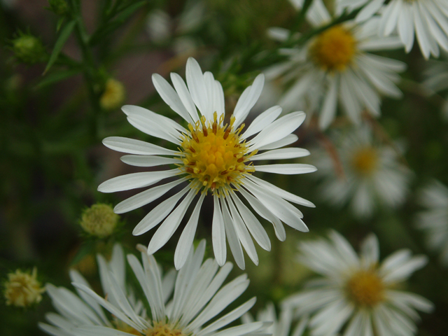 Symphyotrichum pilosum var. pilosum (Hairy white oldfield aster) #33591