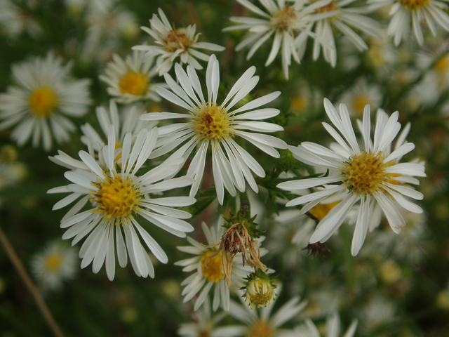 Symphyotrichum pilosum var. pilosum (Hairy white oldfield aster) #33592