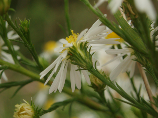 Symphyotrichum pilosum var. pilosum (Hairy white oldfield aster) #33594