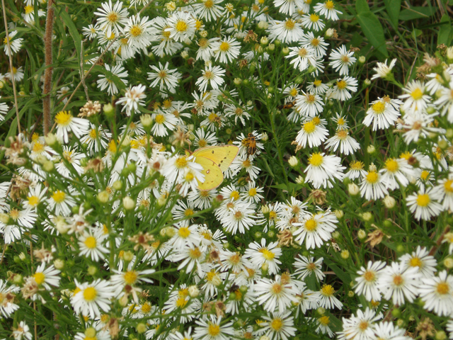 Symphyotrichum pilosum var. pilosum (Hairy white oldfield aster) #33595