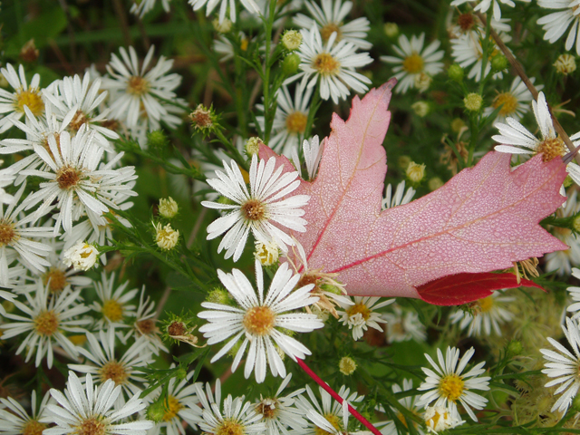 Symphyotrichum pilosum var. pilosum (Hairy white oldfield aster) #33597