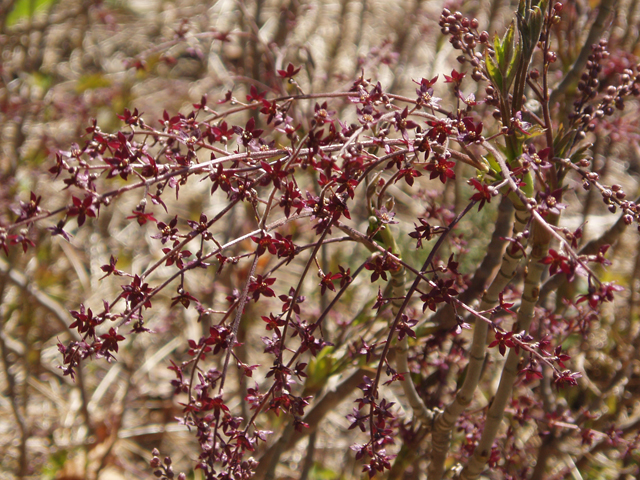 Xanthorhiza simplicissima (Yellowroot) #33615