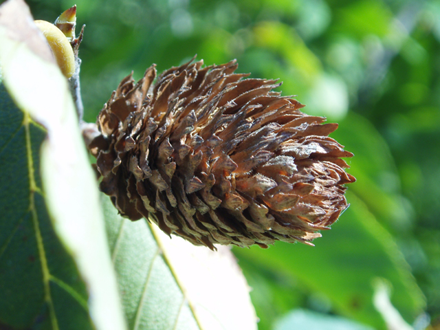 Betula alleghaniensis (Yellow birch) #35333