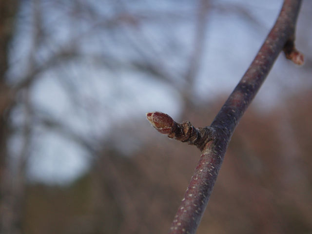 Betula nigra (River birch) #35339