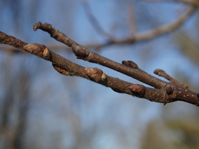 Celtis tenuifolia (Dwarf hackberry) #35356