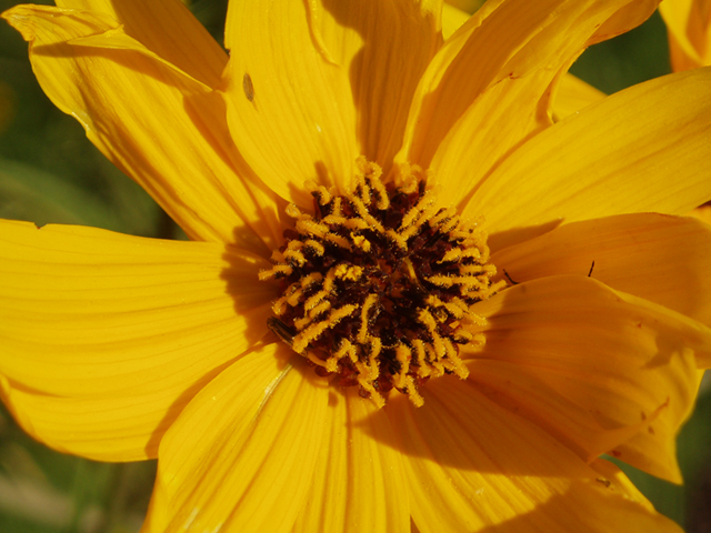 Helianthus salicifolius (Willowleaf sunflower) #35388