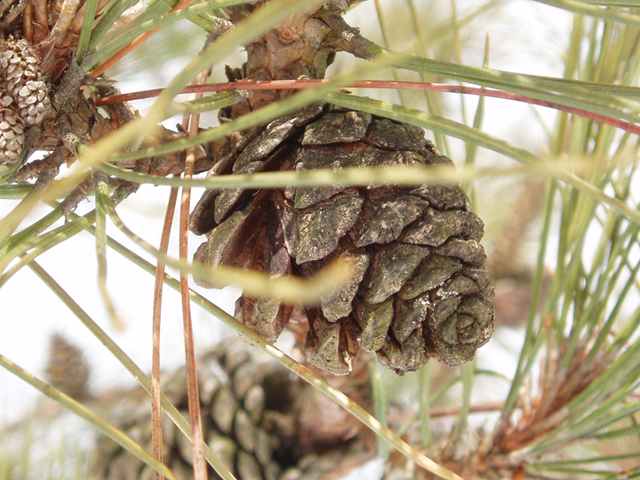 Pinus resinosa (Red pine) #35411