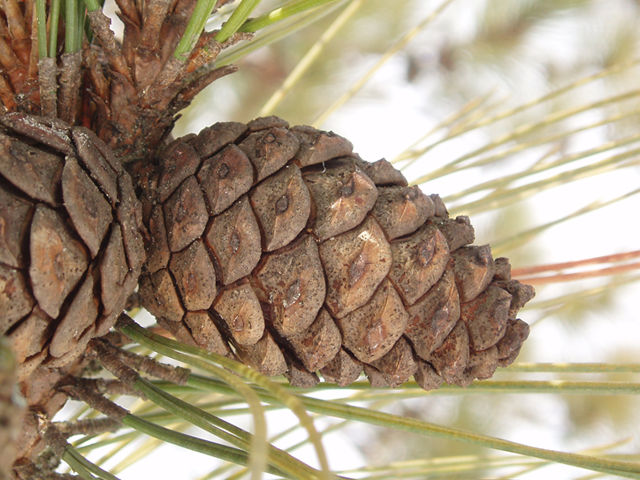 Pinus resinosa (Red pine) #35412