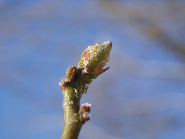 Sassafras albidum (Sassafras) #35424