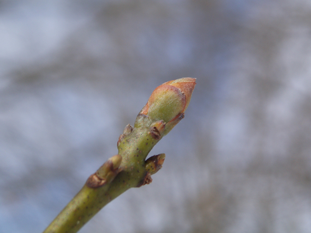 Sassafras albidum (Sassafras) #35426