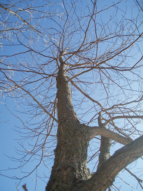 Sassafras albidum (Sassafras) #35427