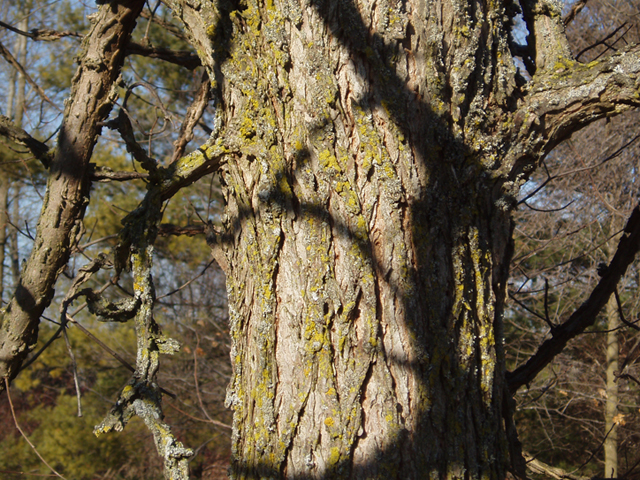 Ulmus thomasii (Rock elm) #35436