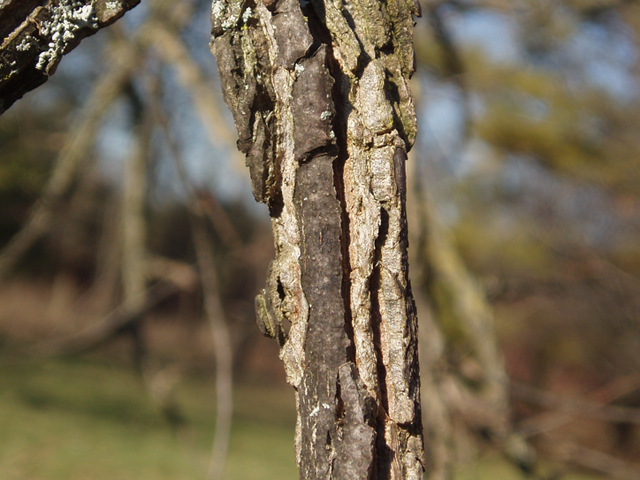 Ulmus thomasii (Rock elm) #35437