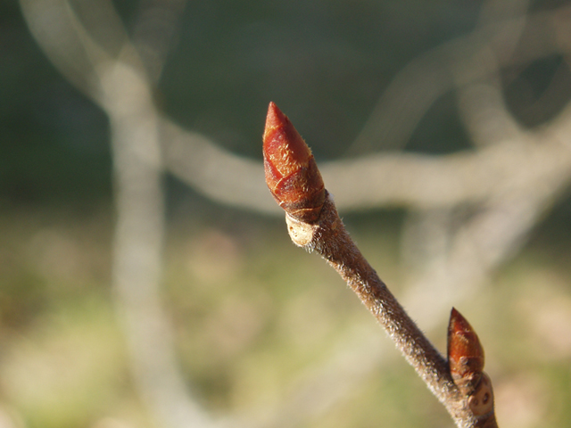 Ulmus thomasii (Rock elm) #35438