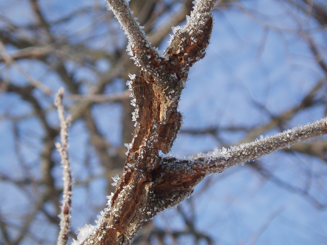 Ulmus thomasii (Rock elm) #35439