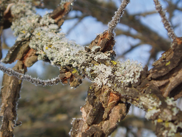 Ulmus thomasii (Rock elm) #35441