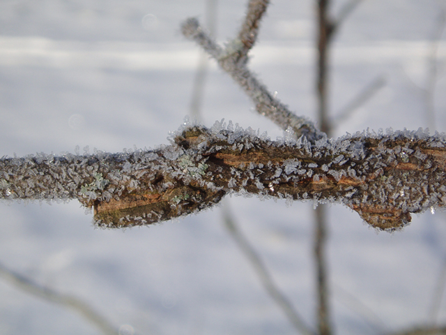 Ulmus thomasii (Rock elm) #35442