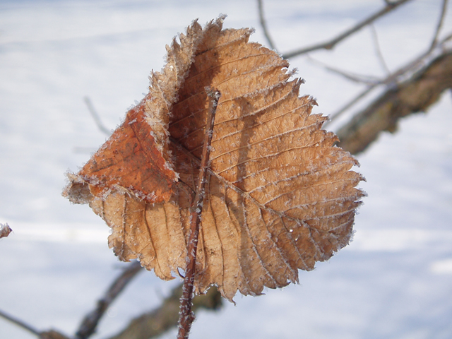 Ulmus thomasii (Rock elm) #35443