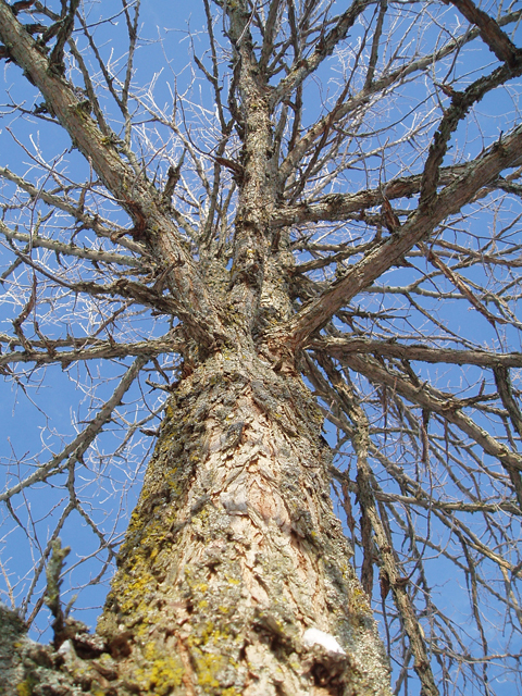 Ulmus thomasii (Rock elm) #35445