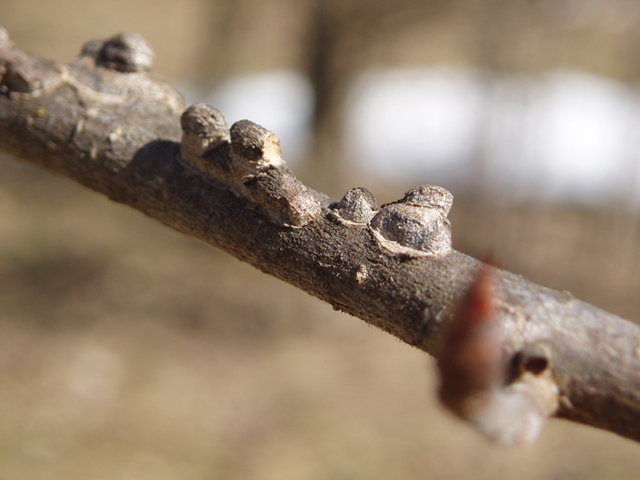 Ulmus thomasii (Rock elm) #35446