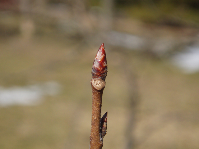 Ulmus thomasii (Rock elm) #35448