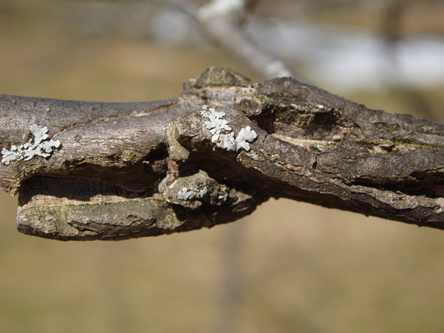 Ulmus thomasii (Rock elm) #35449