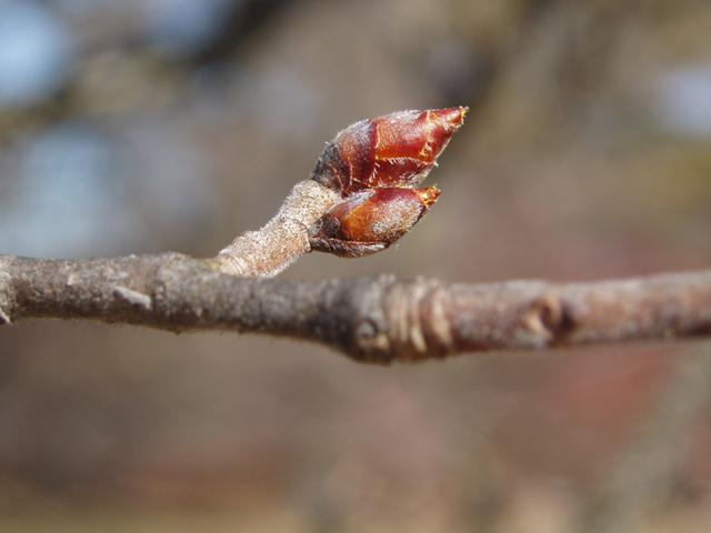 Ulmus thomasii (Rock elm) #35450